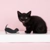 Allie Cat Double-hinged Corkscrew by TrueZoo
